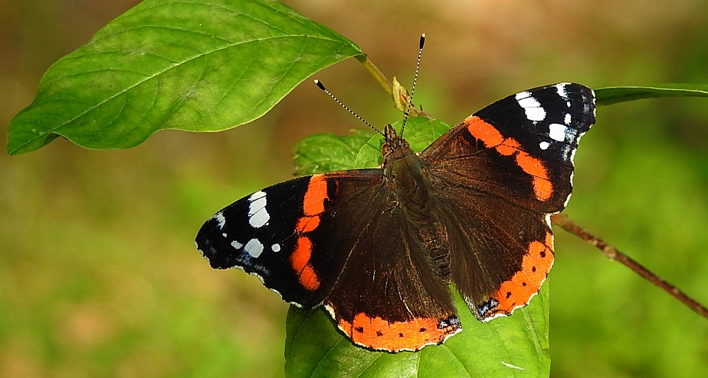 Rusałka admirał (Vanessa atalanta)