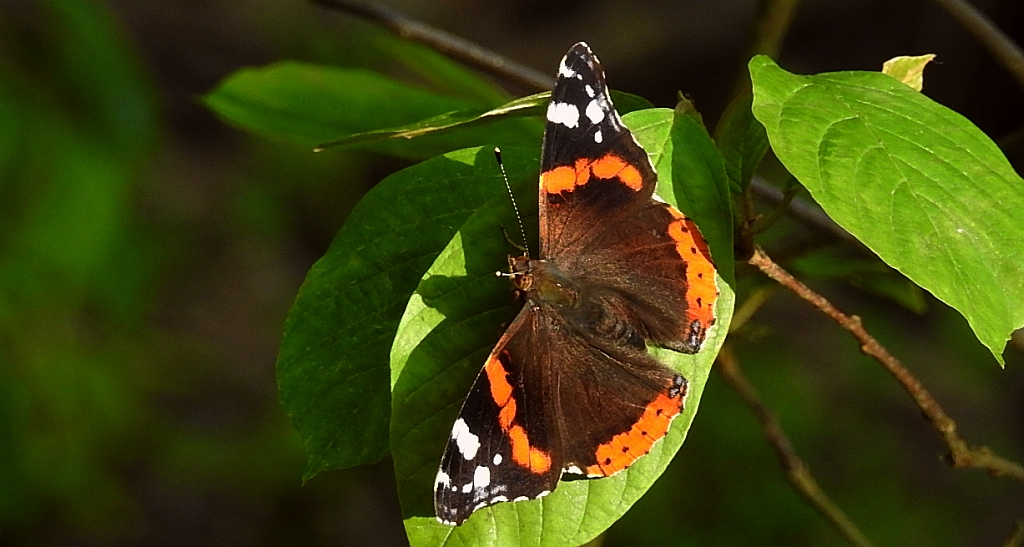 Rusałka admirał (Vanessa atalanta)