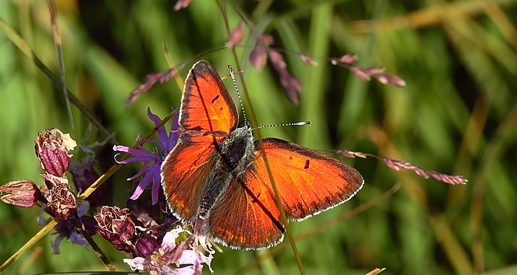 Czerwończyk płomieniec (Lycaena hippothoe)