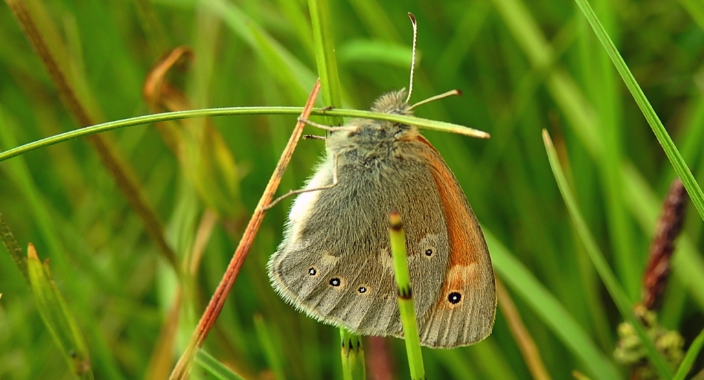 Strzępotek soplaczek (Coenonympha tullia)