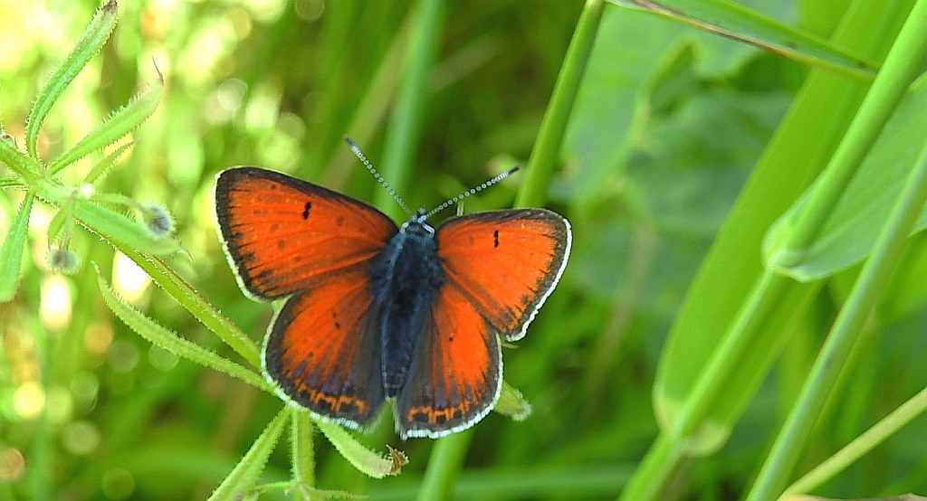 Czerwończyk płomieniec (Lycaena hippothoe)