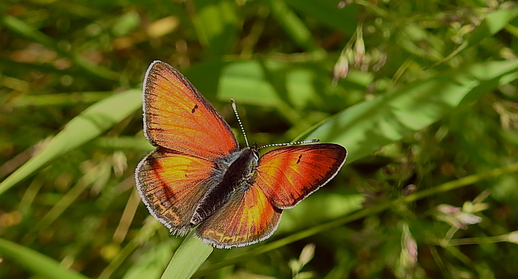 Czerwończyk płomieniec (Lycaena hippothoe)