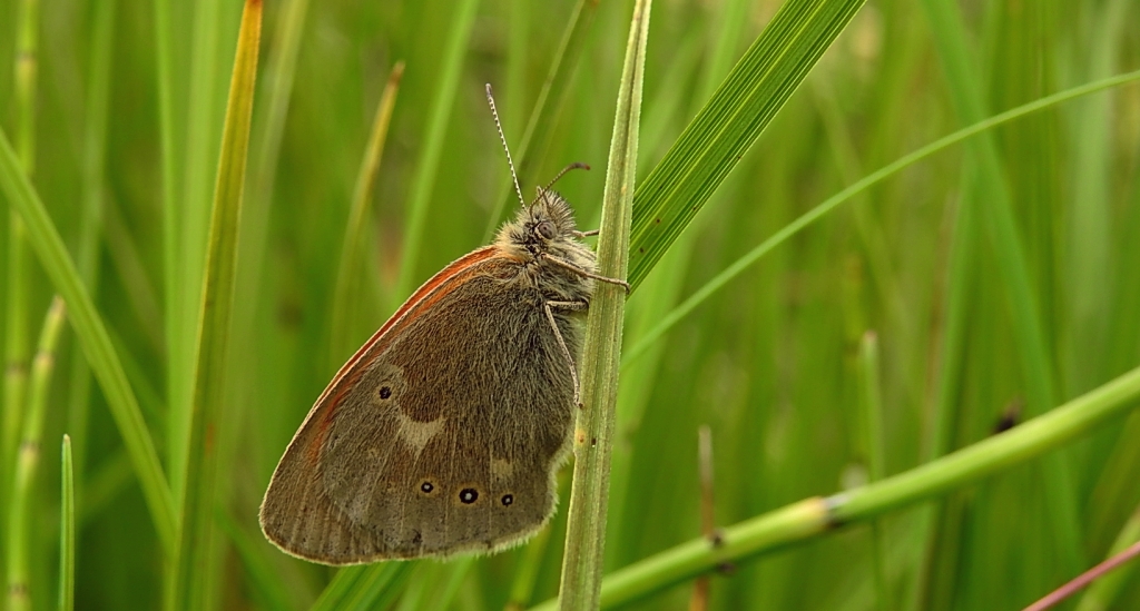 Strzępotek soplaczek (Coenonympha tullia)