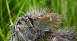 Strzępotek soplaczek (Coenonympha tullia)