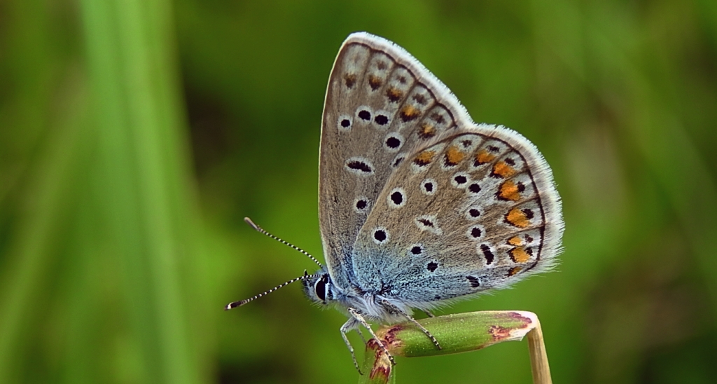 Modraszek ikar (Polyommatus icarus)