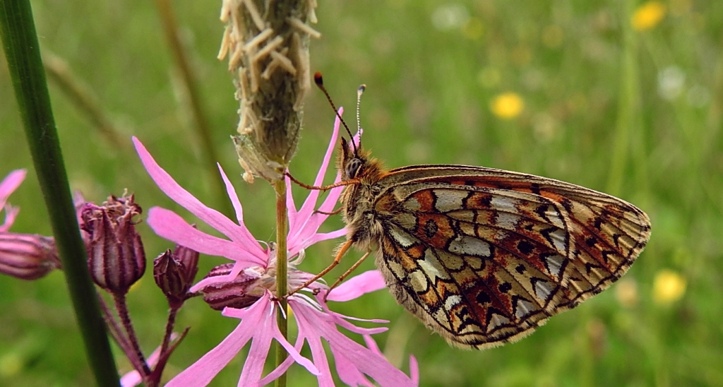 Dostojka selene (Boloria selene)
