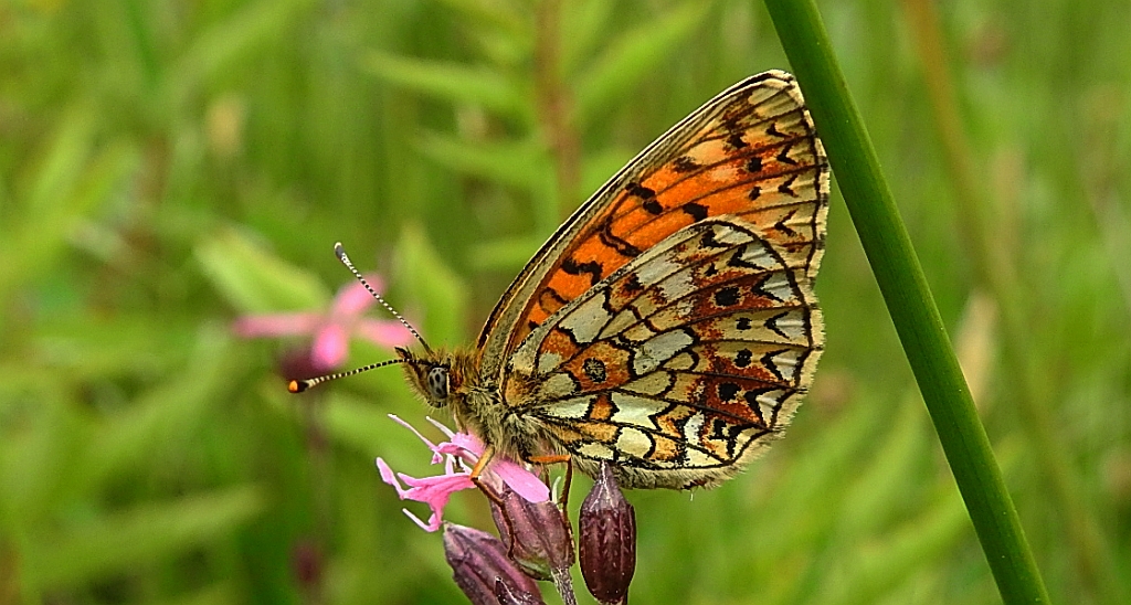 Dostojka selene (Boloria selene)