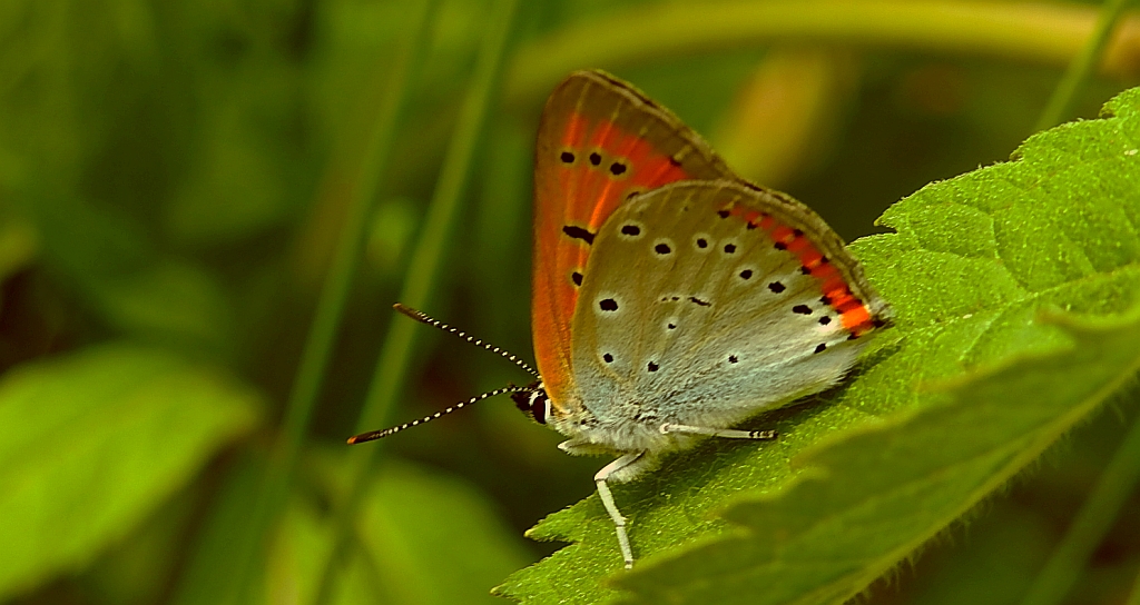 Czerwończyk nieparek, czerwończyk większy (Lycaena dispar)