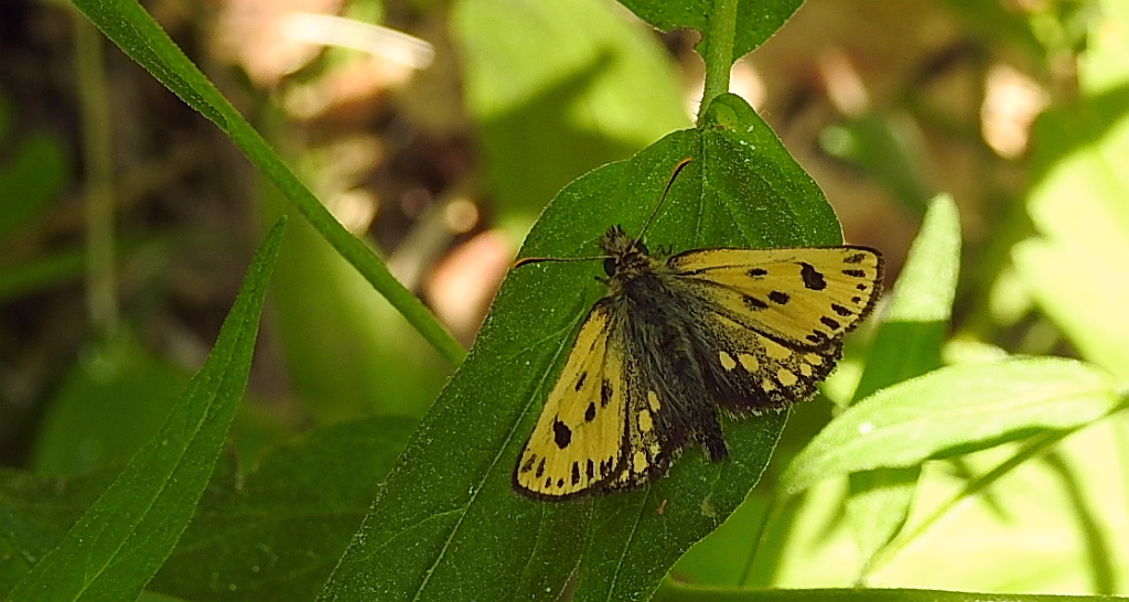 Kosternik leśniak (Carterocephalus silvicola)