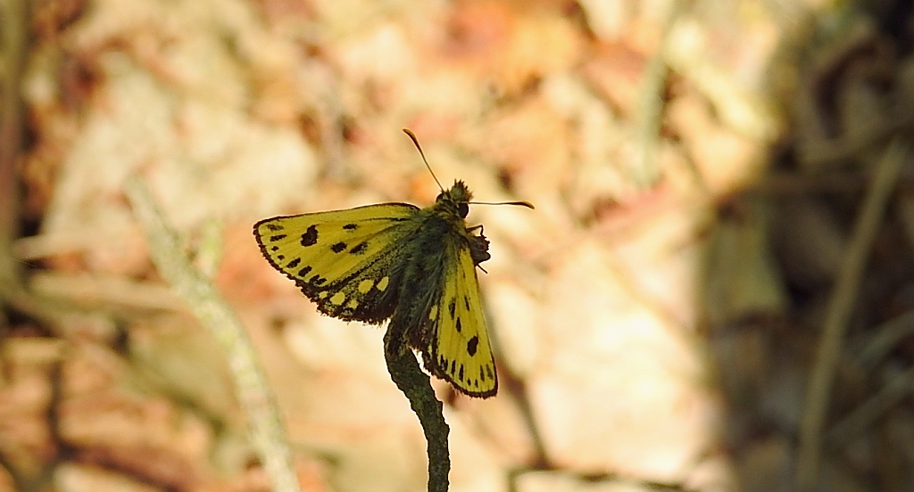 Kosternik leśniak (Carterocephalus silvicola)