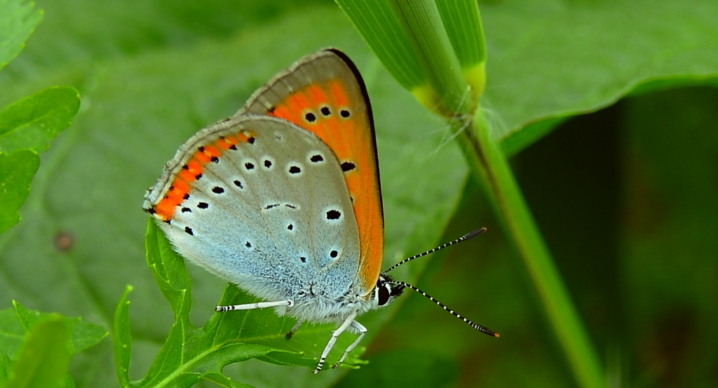 Czerwończyk nieparek, czerwończyk większy (Lycaena dispar)