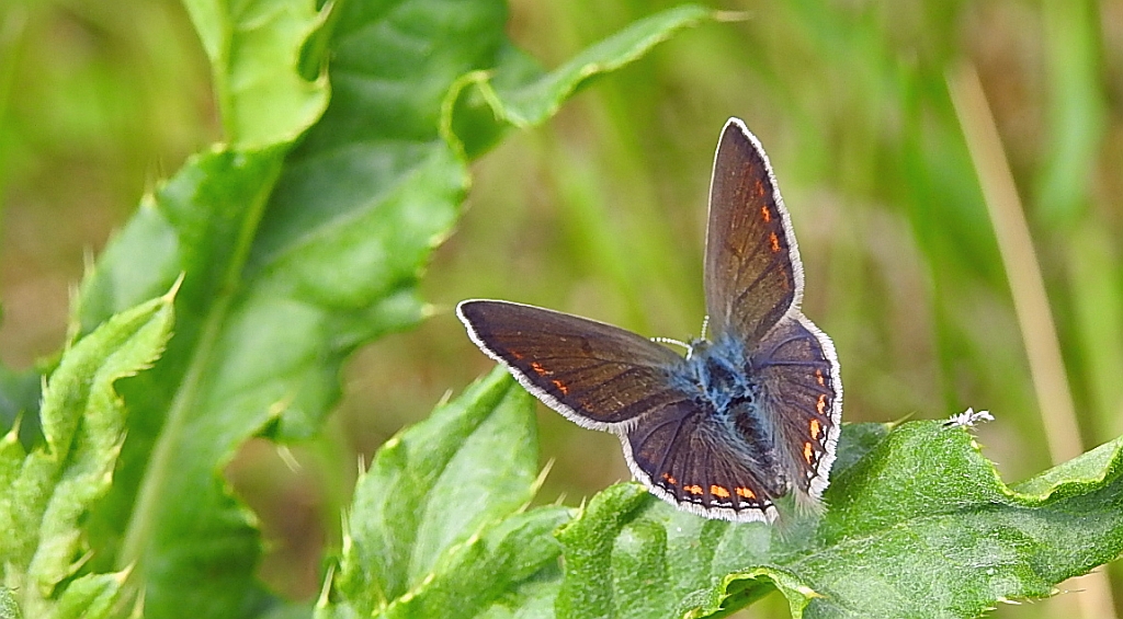 Modraszek agestis (Plebejus agestis)