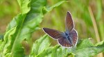 Modraszek agestis (Plebejus agestis)