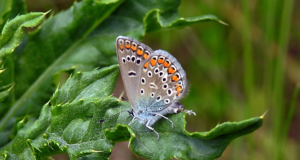 Modraszek agestis (Plebejus agestis)