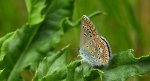 Modraszek agestis (Plebejus agestis)