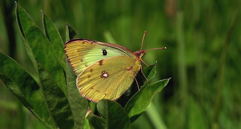 Szlaczkoń siarecznik (Colias hyale)