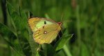 Szlaczkoń siarecznik (Colias hyale)