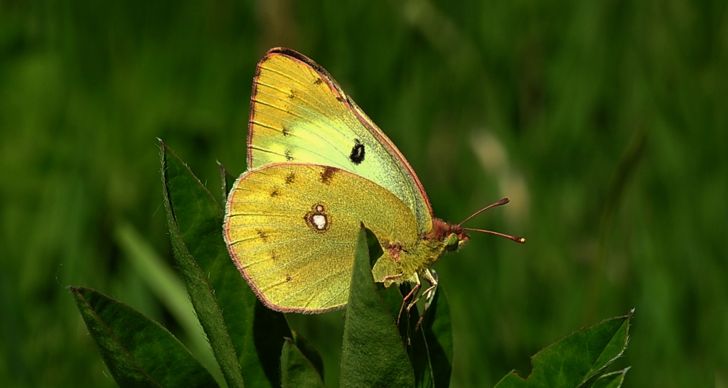 Szlaczkoń siarecznik (Colias hyale)