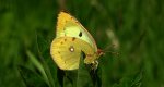 Szlaczkoń siarecznik (Colias hyale)