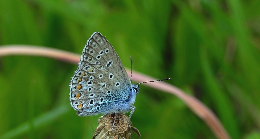 Modraszek ikar (Polyommatus icarus)