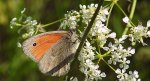 Strzępotek ruczajnik (Coenonympha pamphilus)