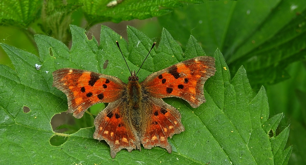 Rusałka ceik (Polygonia c-album L.)