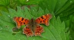 Rusałka ceik (Polygonia c-album L.)
