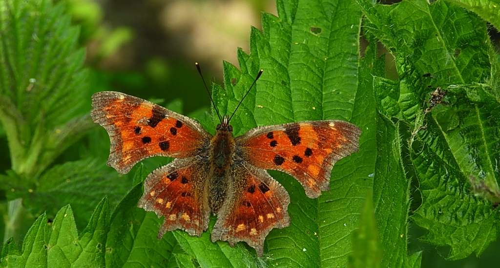 Rusałka ceik (Polygonia c-album L.)