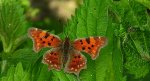 Rusałka ceik (Polygonia c-album L.)