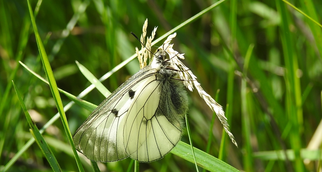 Niepylak mnemozyna (Parnassius mnemosyne)