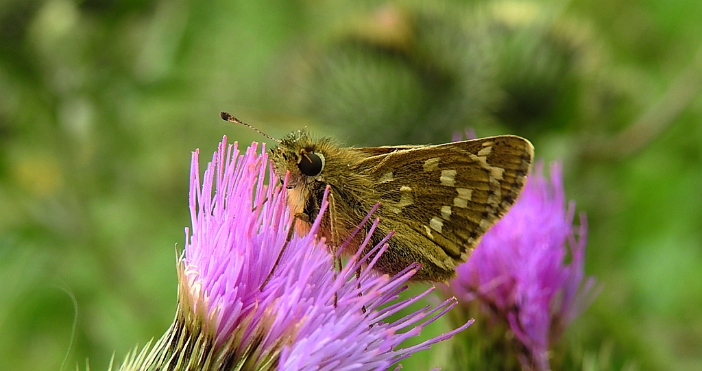 Karłątek klinek (Hesperia comma)