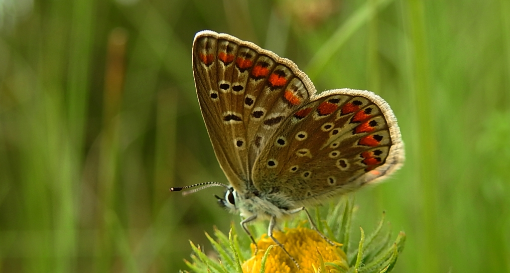 Modraszek ikar (Polyommatus icarus)