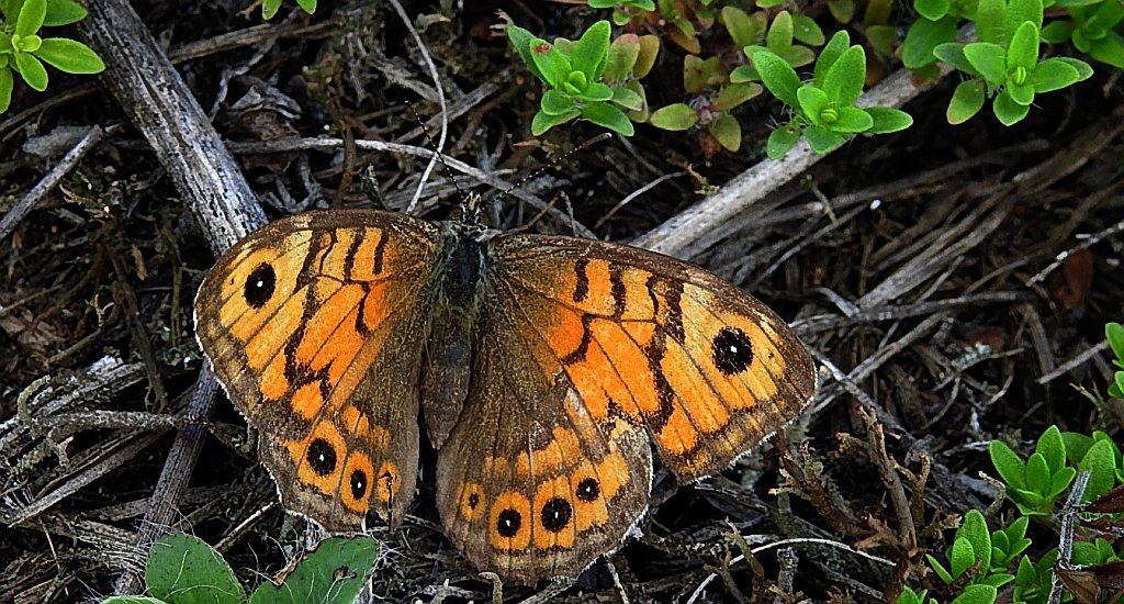 Osadnik megera (Lasiommata megera)