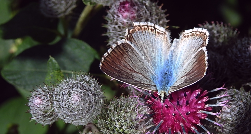 Modraszek korydon (Polyommatus coridon)