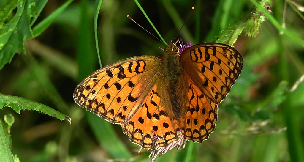 Dostojka niobe (Argynnis niobe)