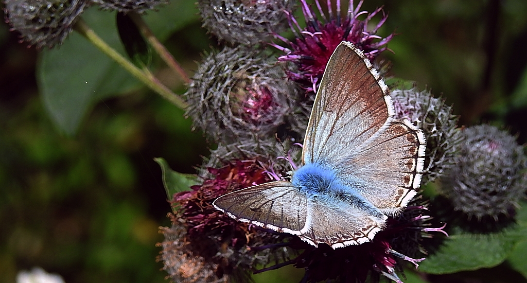 Modraszek korydon (Polyommatus coridon)