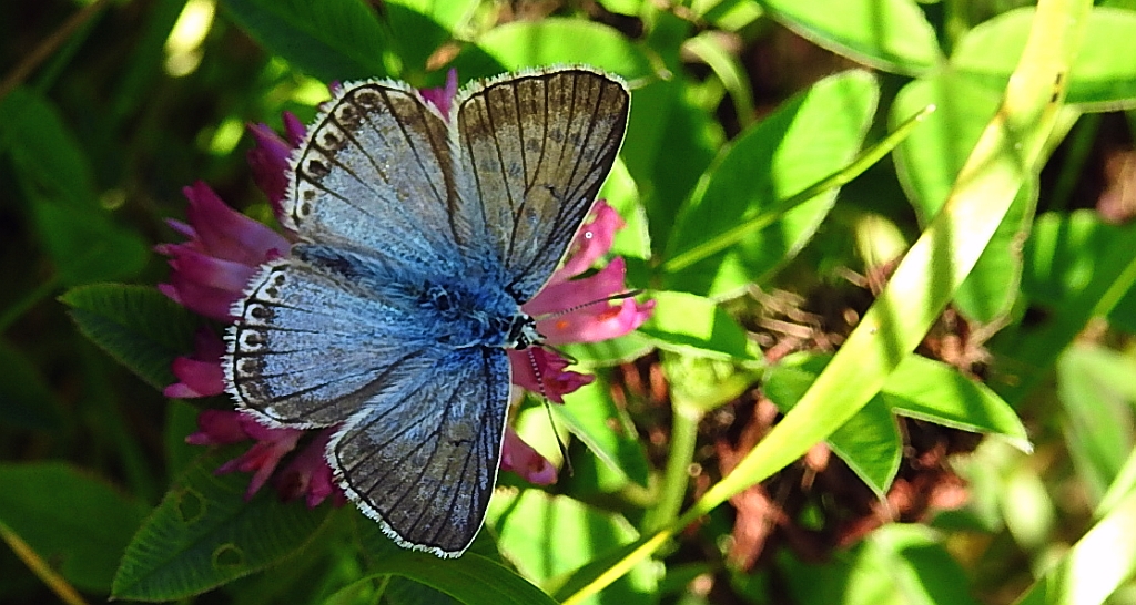Modraszek korydon (Polyommatus coridon)