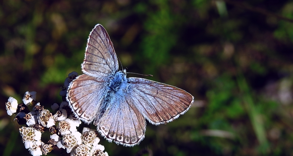 Modraszek korydon (Polyommatus coridon)