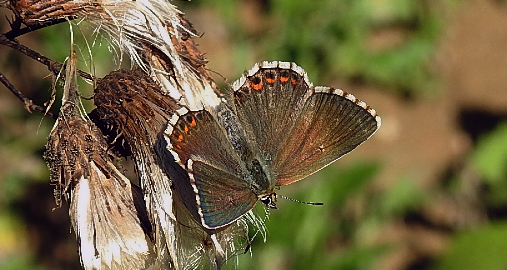 Modraszek korydon (Polyommatus coridon)