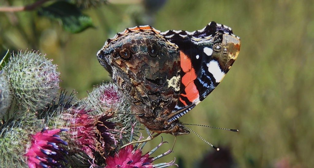 Rusałka admirał (Vanessa atalanta)