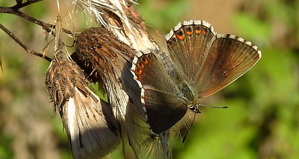 Modraszek korydon (Polyommatus coridon)