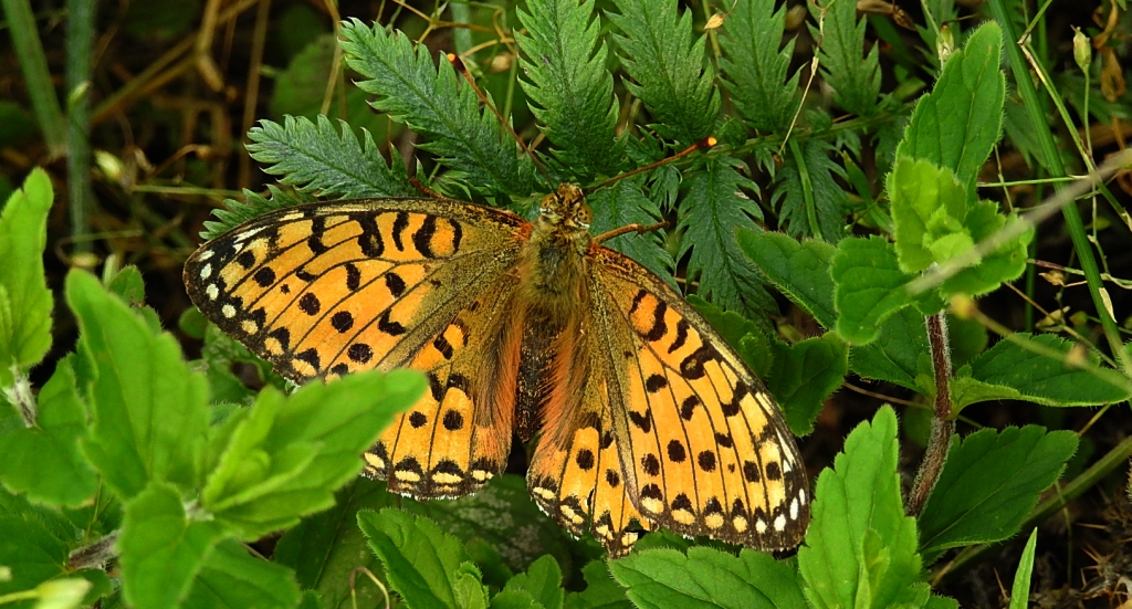 Dostojka niobe (Argynnis niobe)