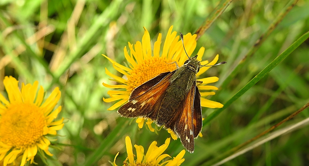 Karłątek klinek (Hesperia comma)