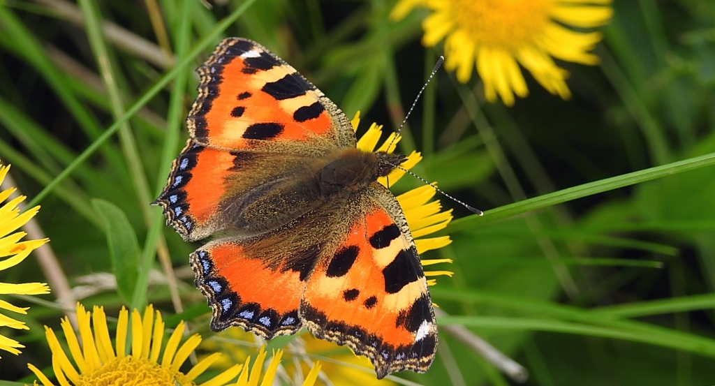 Rusałka pokrzywnik (Aglais urticae)