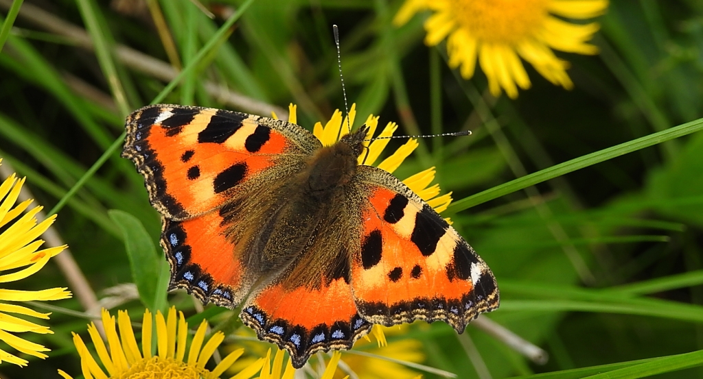 Rusałka pokrzywnik (Aglais urticae)
