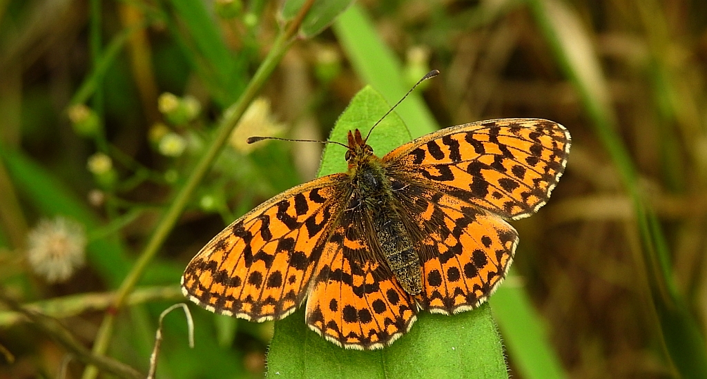 Dostojka dia (Boloria dia)