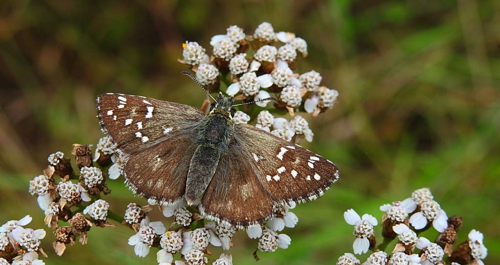 Powszelatek chabrowiec (Pyrgus carthami)