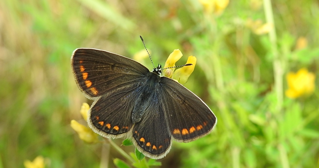Modraszek ikar (Polyommatus icarus)