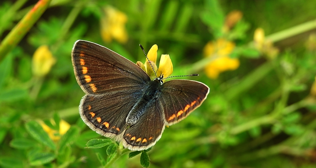 Modraszek ikar (Polyommatus icarus)