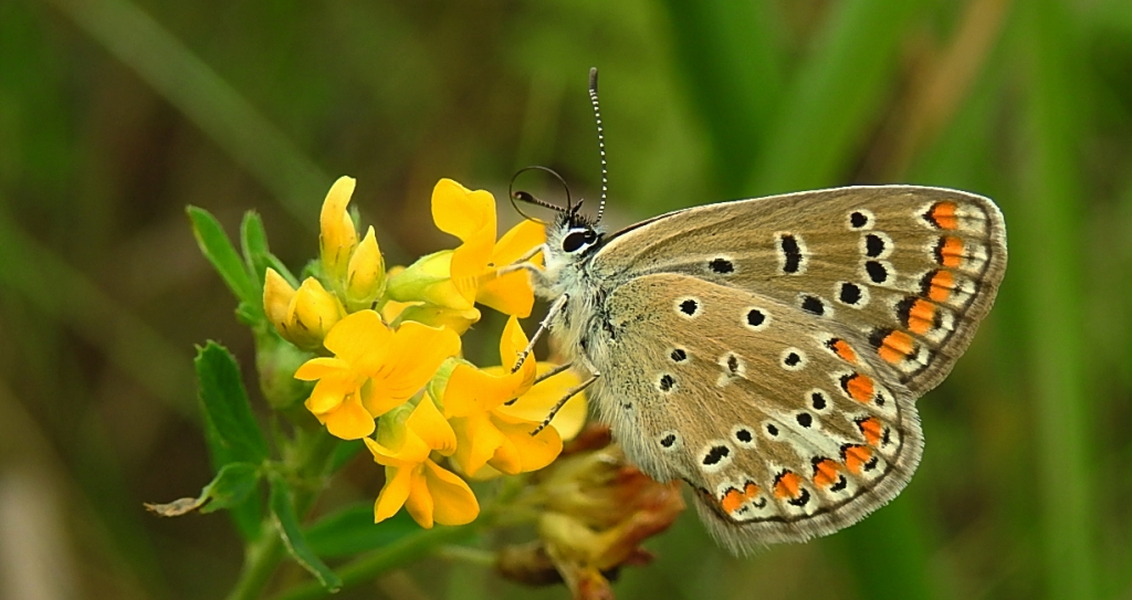 Modraszek ikar (Polyommatus icarus)